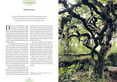 Witch’s Forest: Trees in magic, folklore and traditional remedies (Royal Botanic